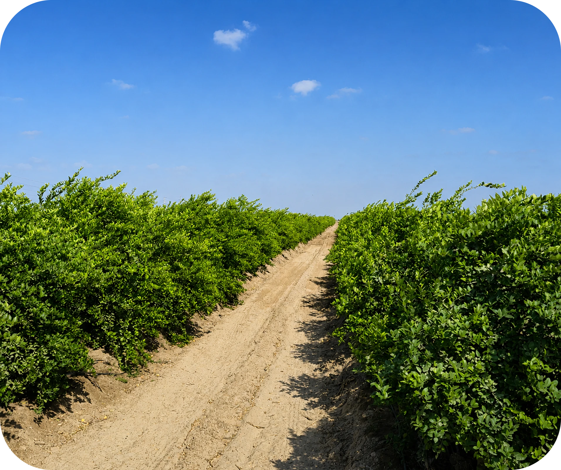 Predio agrícola de Agrícola Inveragro en Olmos, Perú: 500 hectáreas de cítricos, cultivos de maíz y engorda de ganado tipo feedlot