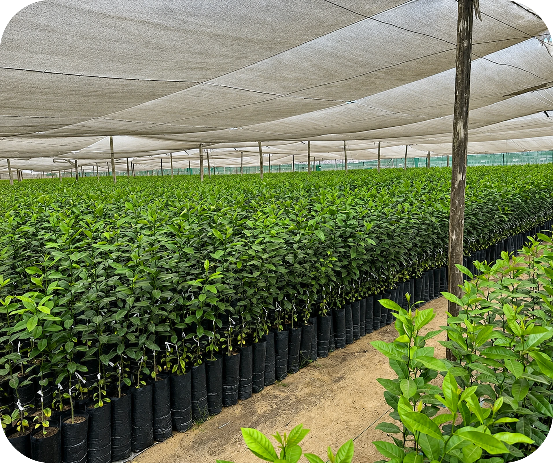 Predio agrícola de Sur Andina en Olmos, Perú: 500 hectáreas de cítricos y cultivos con riego tecnificado