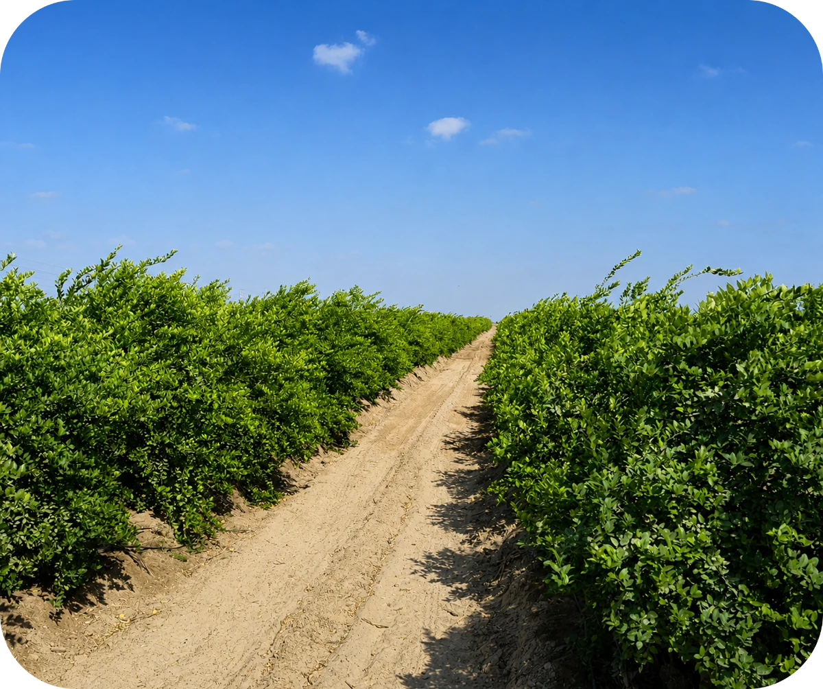 Predio agrícola de Agrícola Inveragro en Olmos, Perú: 500 hectáreas de cítricos, cultivos de maíz y engorda de ganado tipo feedlot