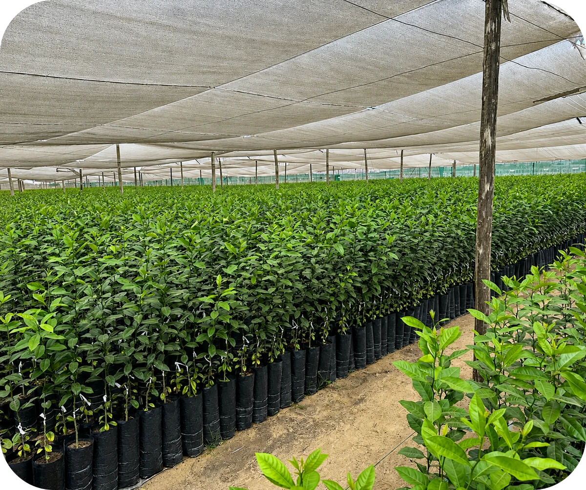 Predio agrícola de Sur Andina en Olmos, Perú: 500 hectáreas de cítricos y cultivos con riego tecnificado